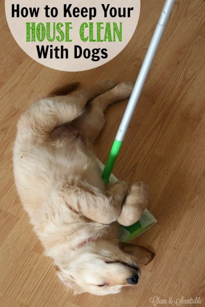 how-to-remove-pet-stains-from-carpet-clean-and-scentsible