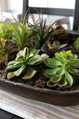 Dough Bowl Succulent Planter - Clean and Scentsible