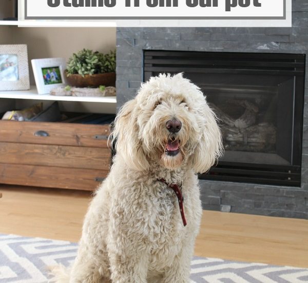 Three ways to clean pet stains from carpet - some great tips!