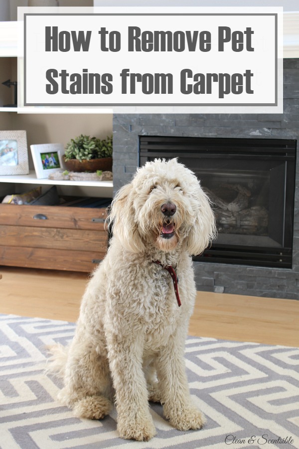 How to Get Pet Stains Out of Carpet