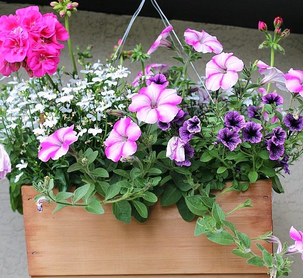 Hanging basket in wooden planter.