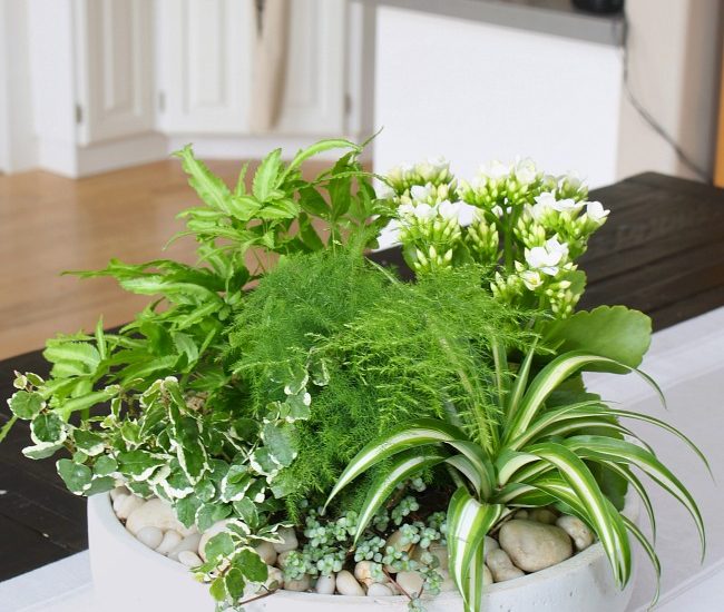 DIY tropical planter centerpiece in a modern planter.