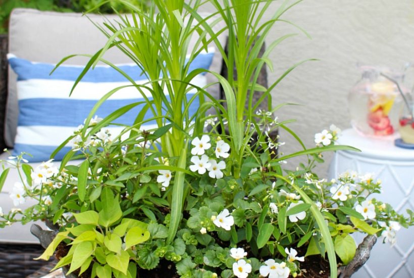 White and green summer planter on a summer patio.