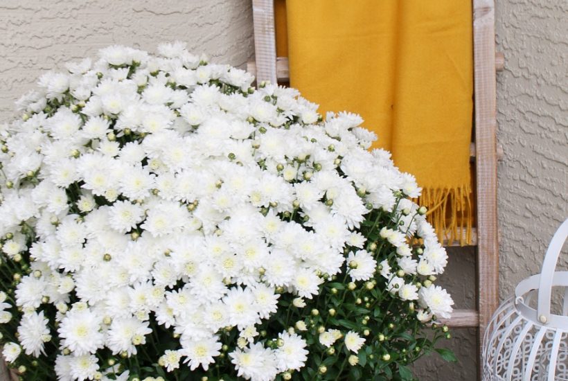 Fall front porch with mums and a blanket ladder.