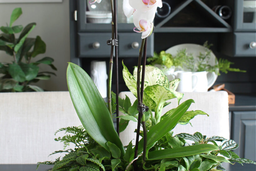 DIY orchid planter with tropical plants.